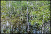 Cypress in summer, Pa-hay-okee. Everglades National Park ( color)