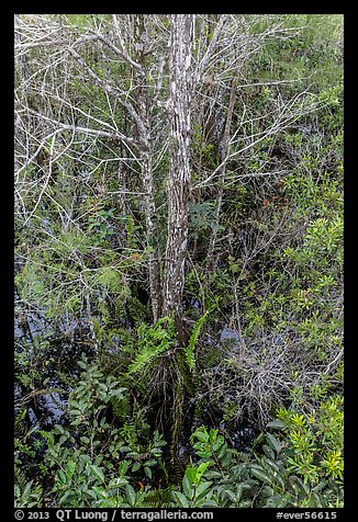 Looking down cypress grove in summer, Pa-hay-okee. Everglades National Park, Florida, USA.