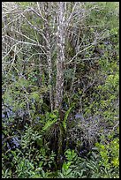 Looking down cypress grove in summer, Pa-hay-okee. Everglades National Park, Florida, USA. (color)