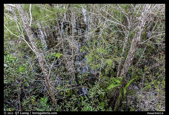 Cypress dome canopy in summer, Pa-hay-okee. Everglades National Park (color)