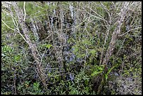 Cypress dome canopy in summer, Pa-hay-okee. Everglades National Park ( color)