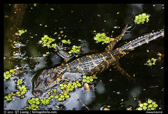 Baby alligator in pond. Everglades National Park (color)