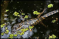 Baby alligator in pond. Everglades National Park, Florida, USA. (color)