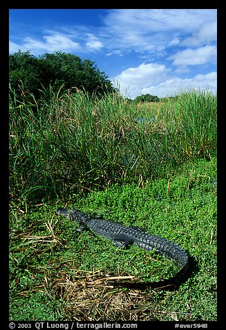 Young alligator at Eco Pond. Everglades National Park (color)