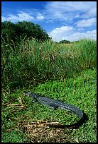 Young alligator at Eco Pond. Everglades National Park, Florida, USA. (color)