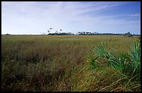 Sawgrass prairie and distant pines near Mahogany Hammock, morning. Everglades National Park, Florida, USA.