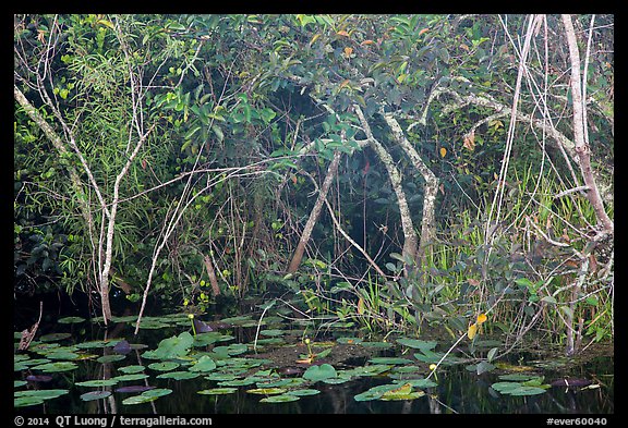 Lily pads and thicket, Shark Valley. Everglades National Park (color)