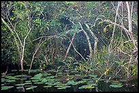 Lily pads and thicket, Shark Valley. Everglades National Park ( color)