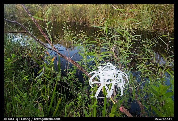 Swamp littly, Shark Valley. Everglades National Park (color)