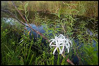 Swamp littly, Shark Valley. Everglades National Park ( color)