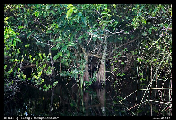 Trees growing in water, Shark Valley. Everglades National Park (color)