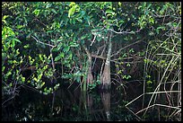 Trees growing in water, Shark Valley. Everglades National Park ( color)