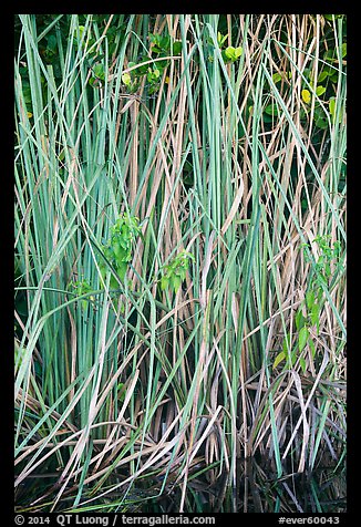 Aquatic grasses, Shark Valley. Everglades National Park (color)