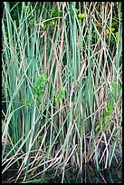 Aquatic grasses, Shark Valley. Everglades National Park ( color)