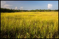 Prairie and hammocks, Shark Valley. Everglades National Park ( color)