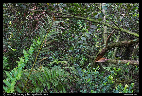 Tropical hardwood forest, Bobcat Boardwalk Trail, Shark Valley. Everglades National Park (color)