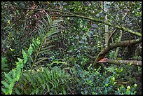 Tropical hardwood forest, Bobcat Boardwalk Trail, Shark Valley. Everglades National Park ( color)