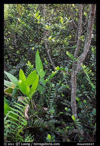 Tropical hardwood forest in hammock, Shark Valley. Everglades National Park (color)