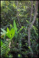 Tropical hardwood forest in hammock, Shark Valley. Everglades National Park ( color)