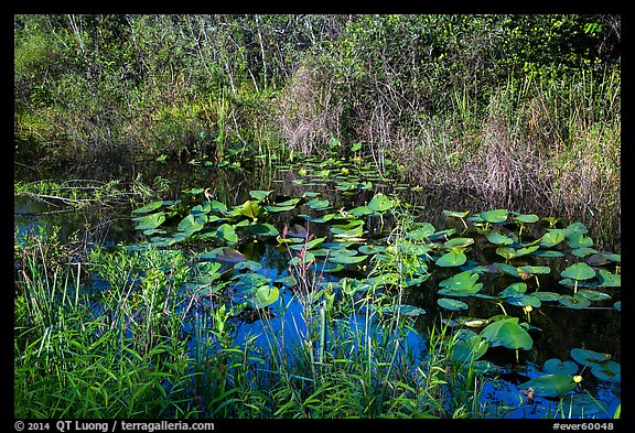 Grasses and water lillies, Shark Valley. Everglades National Park (color)