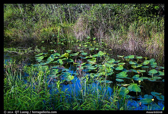 Grasses and water lillies, Shark Valley. Everglades National Park (color)