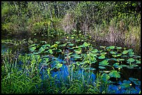 Grasses and water lillies, Shark Valley. Everglades National Park ( color)