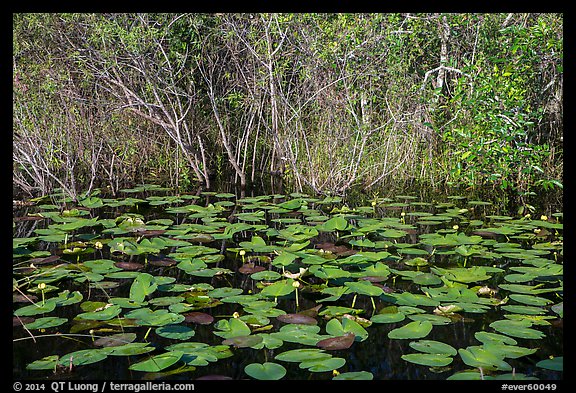 Water lillies and thicket, Shark Valley. Everglades National Park (color)