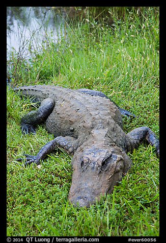 Alligator, Shark Valley. Everglades National Park (color)