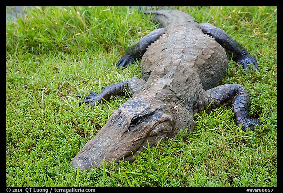 Alligator on grass, Shark Valley. Everglades National Park (color)