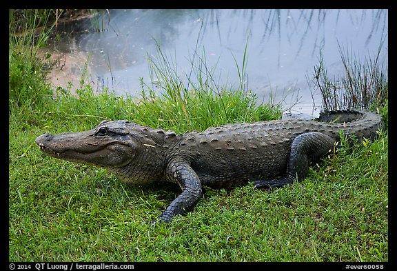 Alligator next to pond, Shark Valley. Everglades National Park (color)