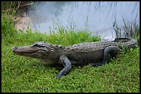 Alligator next to pond, Shark Valley. Everglades National Park ( color)