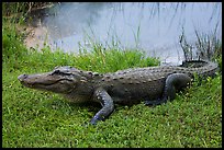 Alligator next to pond, Shark Valley. Everglades National Park ( color)