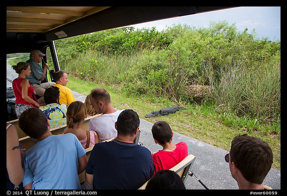 Tourists look at alligator from tram, Shark Valley. Everglades National Park (color)