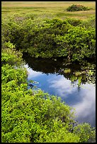 Pond from above, Shark Valley. Everglades National Park ( color)