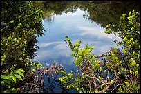 Pond surrounded by vegetation, Shark Valley. Everglades National Park ( color)
