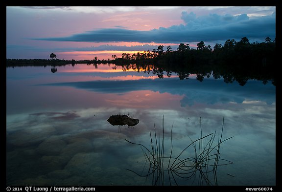 Reeds, underwater rocks, Pines Glades Lake. Everglades National Park (color)