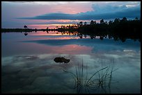 Reeds, underwater rocks, Pines Glades Lake. Everglades National Park ( color)