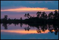 Pines reflected at sunset, Pines Glades Lake. Everglades National Park ( color)