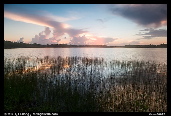 Reeds and Nine-Mile Pond, sunrise. Everglades National Park (color)