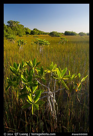 Dwarfed red mangroves and sawgrass. Everglades National Park (color)