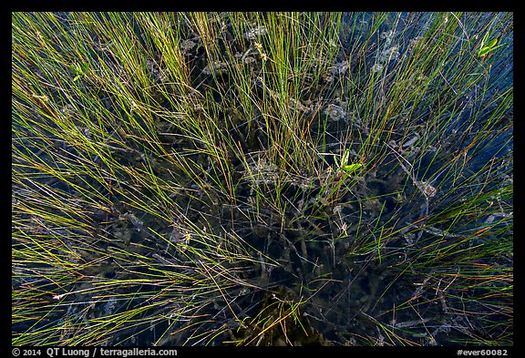 Sawgrass and phytoplankton. Everglades National Park (color)