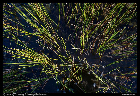 Sawgrass and water. Everglades National Park, Florida, USA.