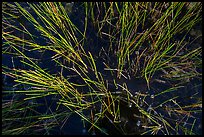 Sawgrass and water. Everglades National Park ( color)