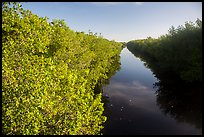 Buttonwood Canal. Everglades National Park ( color)