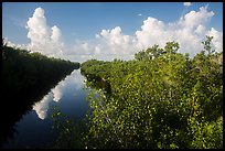 Buttonwood Canal and clouds. Everglades National Park ( color)