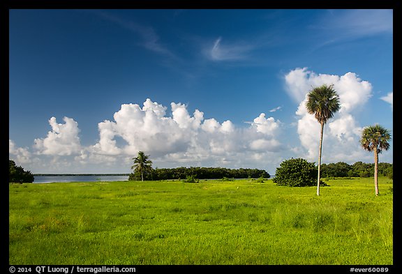 Coastal prairie, Flamingo. Everglades National Park (color)
