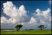 Trees, Florida Bay, and clouds. Everglades National Park ( color)