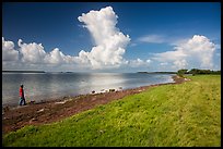 Visitor looking, Florida Bay. Everglades National Park ( color)