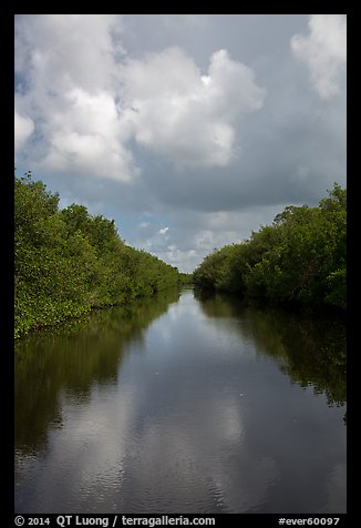 Buttonwood Canal bordered by tropical vegetation. Everglades National Park (color)