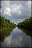 Buttonwood Canal bordered by tropical vegetation. Everglades National Park ( color)
